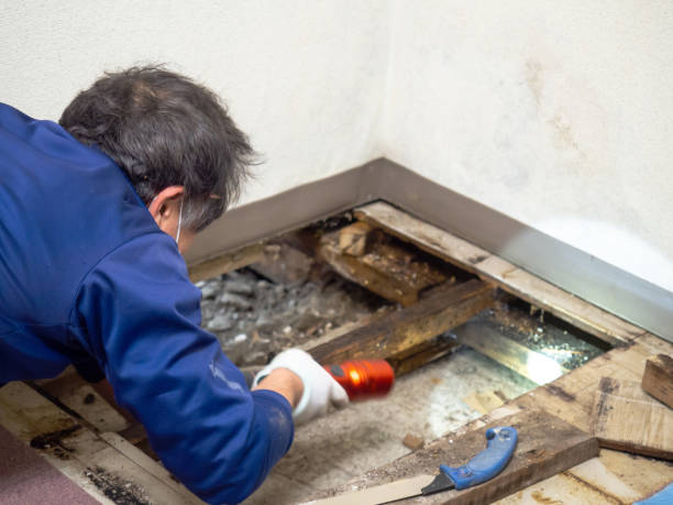 Best Insurance-Related Mold Remediation in Colonial Beach, VA