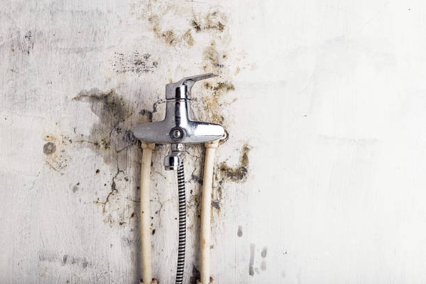 Best Bathroom Mold Remediation in Colonial Beach, VA