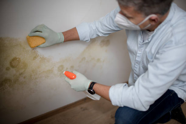 Colonial Beach, VA Mold Remediation Company