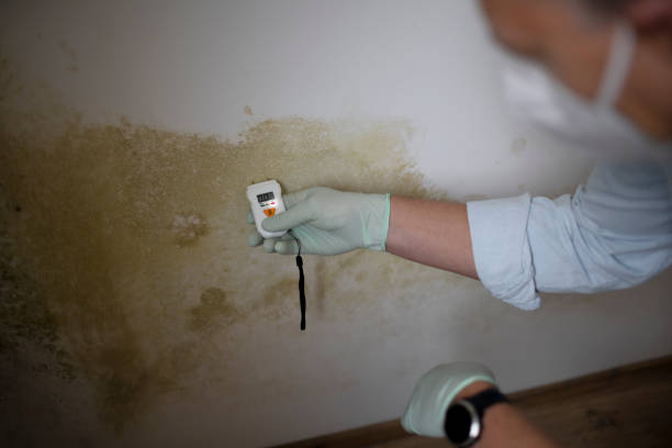 Best Residential Mold Remediation in Colonial Beach, VA