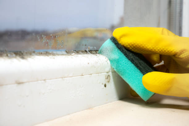 Best Commercial Mold Remediation in Colonial Beach, VA