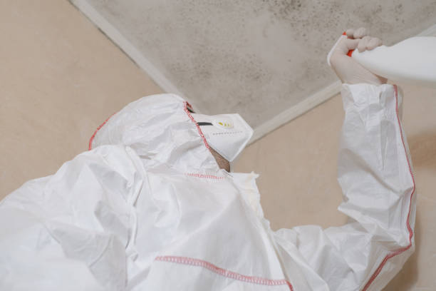Best Basement Mold Remediation in Colonial Beach, VA