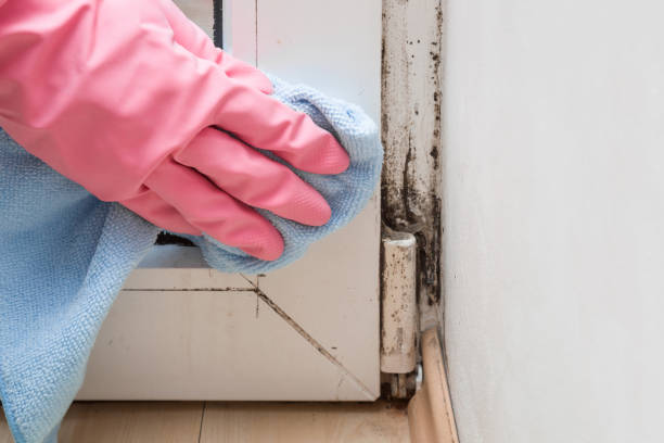 Trusted Colonial Beach, VA Mold Remediation Experts