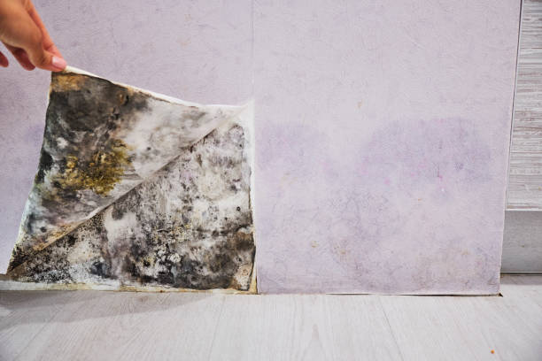 Best Insurance-Related Mold Remediation in Colonial Beach, VA